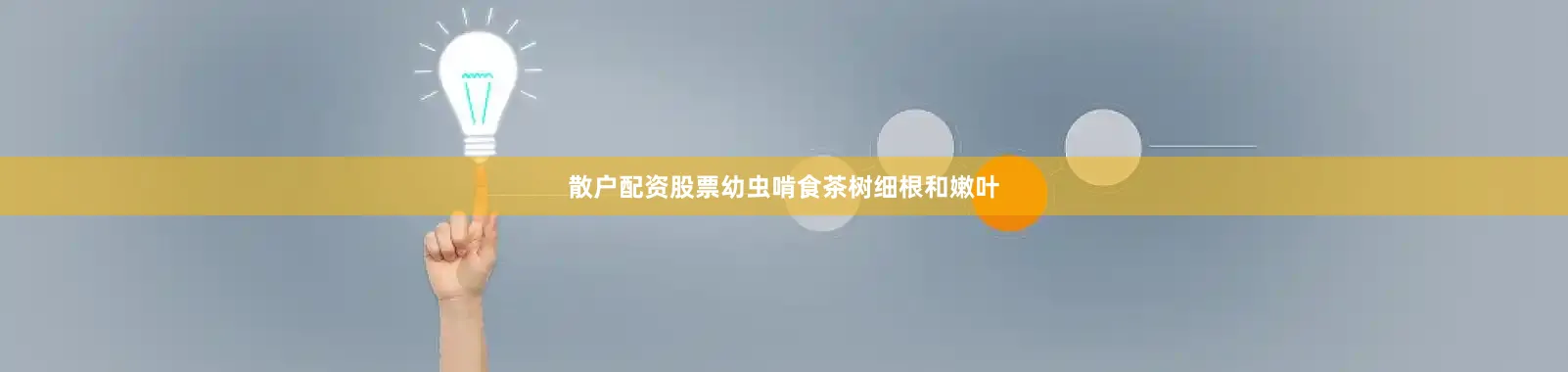 散户配资股票幼虫啃食茶树细根和嫩叶